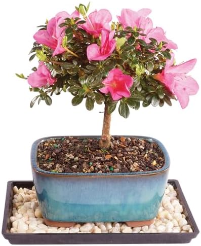 Brussel's Bonsai - Small Satsuki Azalea Live Bonsai Tree by BrusselsBonsai