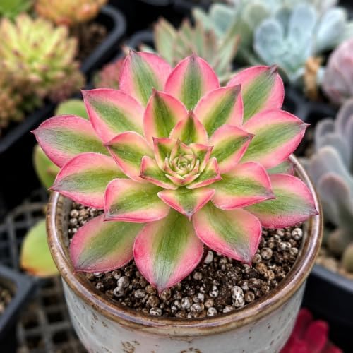 Aeonium 'Pink Witch' Variegata Live Succulent Plant 2.5-3 Inch, Rare Variegated Aeonium Bare Root No Pot, Easy Care Indoor Outdoor Houseplant for Home Garden Decor, Gift for Plant Lovers - Image 3