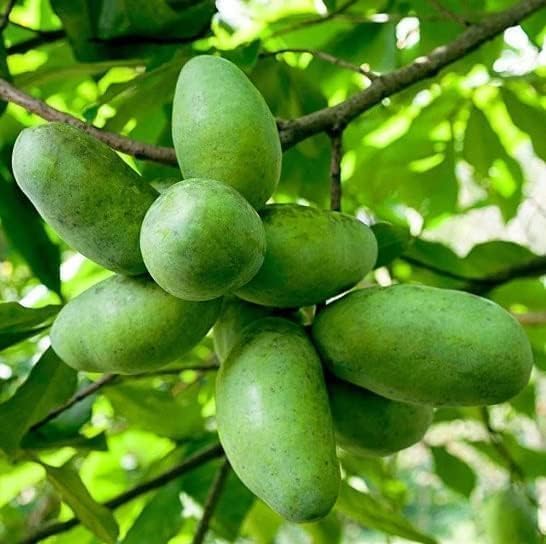 Pawpaw Tree Plant Live, Paw Paw Fruit Tree, 6-12 Inch Tall - Image 2