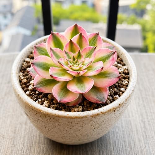 Aeonium 'Pink Witch' Variegata Live Succulent Plant 2.5-3 Inch, Rare Variegated Aeonium Bare Root No Pot, Easy Care Indoor Outdoor Houseplant for Home Garden Decor, Gift for Plant Lovers - Image 6