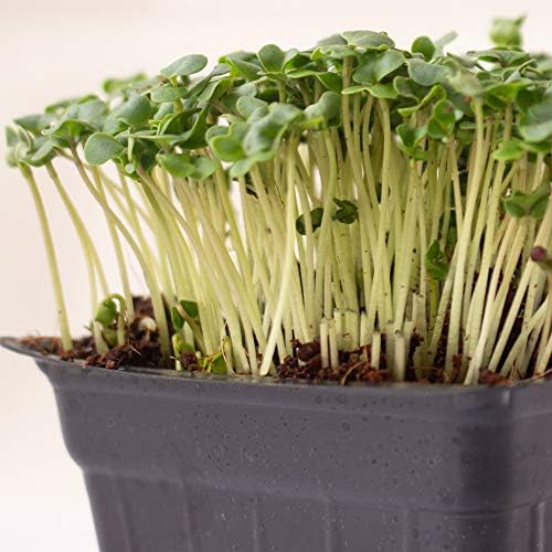 Mountain Valley Seed Co Broccoli Microgreens Seeds 5 Lb ~80,000 Seeds - Image 5