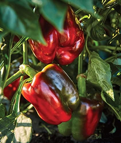 Burpee California Wonder Sweet Pepper Seeds | 300 Non-GMO Heirloom Pepper Seeds for Home Garden | Large Red Bell Peppers & Green Bell Peppers for Stuffing | Seeds for Planting - Image 4