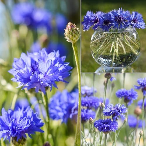 Groundio Bachelor Button Seeds Tall Blue 6000+ Seeds - Image 7