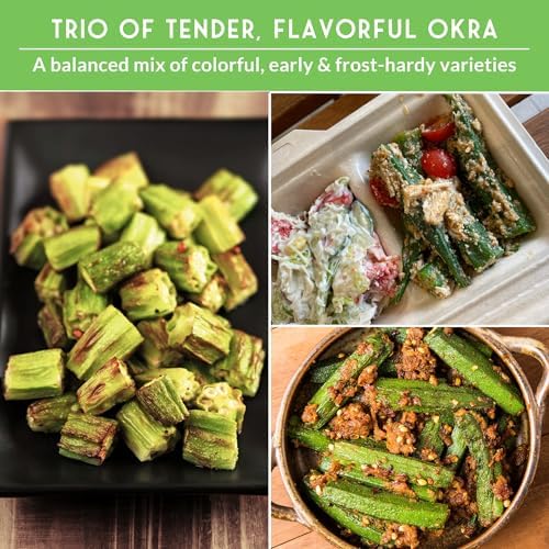 Okra Seeds Collection for Planting: 3 Heirloom Varieties - Image 5