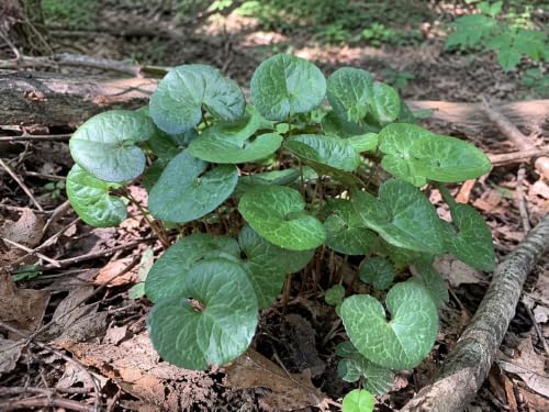 5 Wild Ginger Plants Bare Root Native Perennial Asarum Canadense (5 Roots) by Unknown