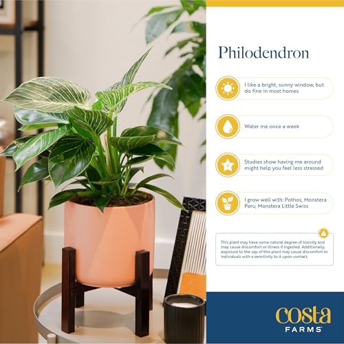 Costa Farms Pink Princess Philodendron, Live Indoor Plant, Tropical - Image 6