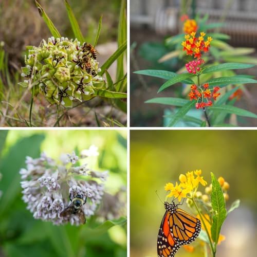 2 Random Milkweed Live Plants, Butterfly Garden Plant, 5-8 Inch Tall - Image 7