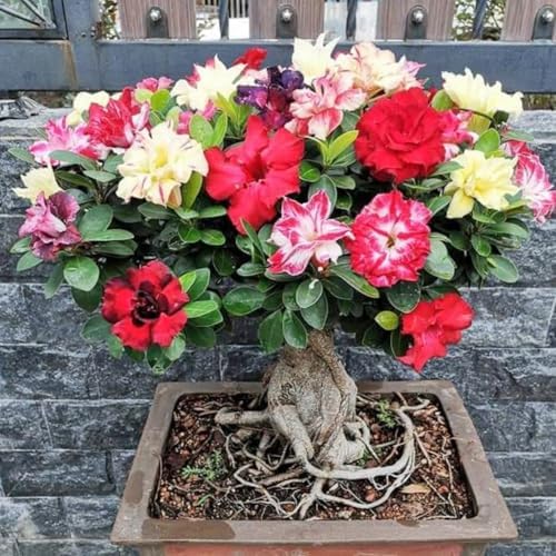 Random Desert Rose Live Plant, Patio Container Succulent, 4-8 Inch Tall - Image 2