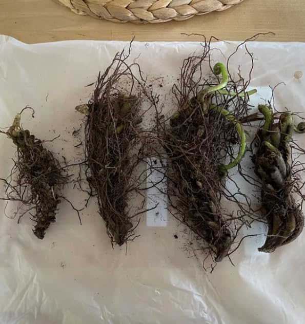 Ostrich Fern Live Bare Root Rhizome, Pack of 15 - Image 7