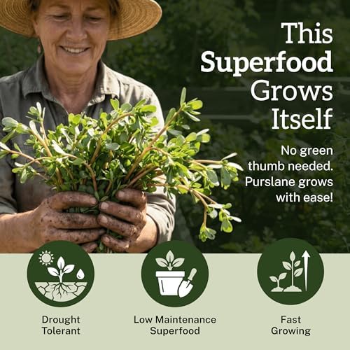 Purslane Seeds for Planting - 2000+ Heirloom Seeds - Image 4