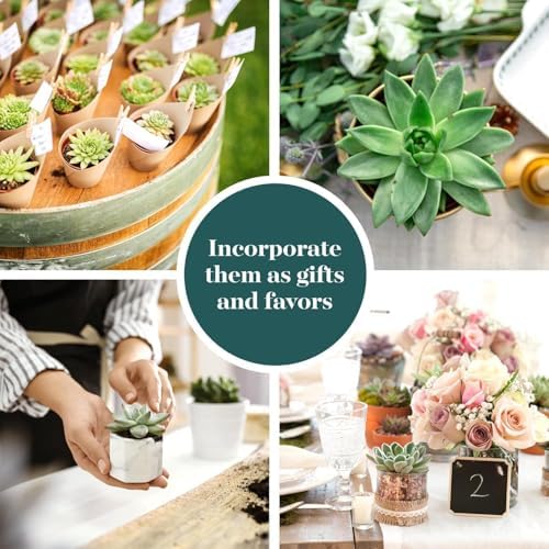 Shop Succulents Blush Rosette Succulent Plant Pack – Live Mini Rosette Succulents, Soft Pastel Colors, Low Maintenance Plants – Wedding Favors, Gifts & Home Decor, 2" Pots - Image 4