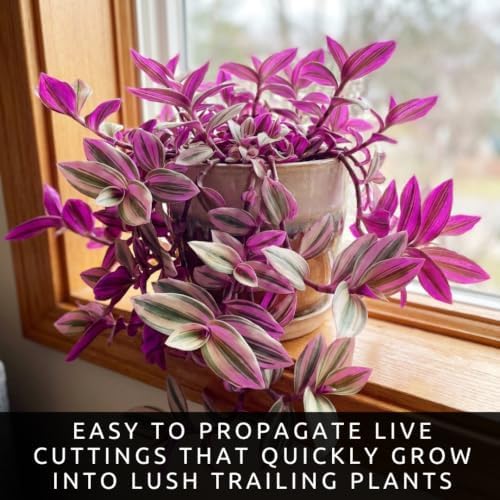 Tradescantia Live Plant Cuttings, Indoor Wandering Jew, 5 Pink Pony Club - Image 2