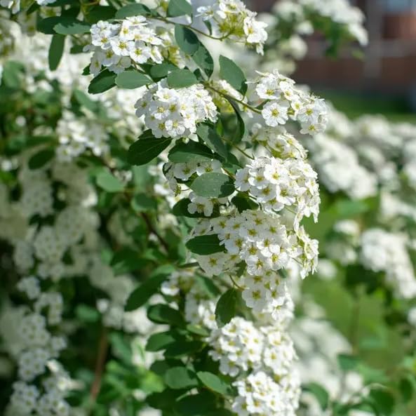 Snowmound Spirea Live Plant Dwarf White Mound Spirea Shrub Flowering Hardy Shrub 5-8" Tall Qt Pot - Image 6