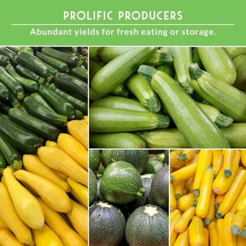 Zucchini & Summer Squash Seeds Collection for Planting - Image 5