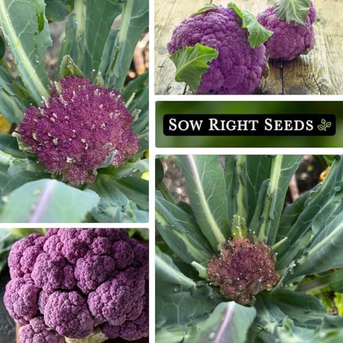Sow Right Seeds - Di Sicilia Violetto Cauliflower Seed for Planting 4pk - Image 4