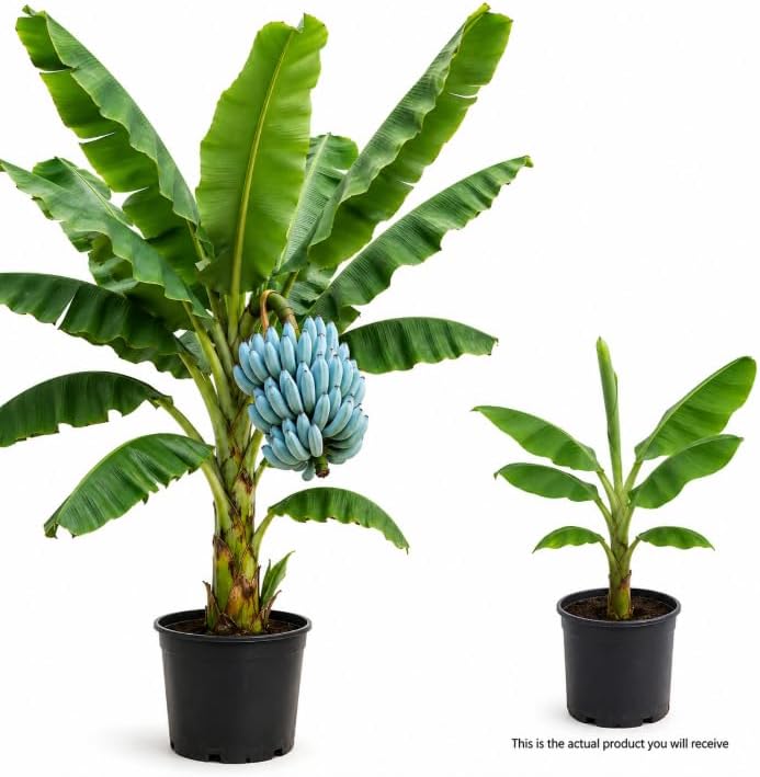 Blue Java Banana Plant Live 8 to 10 Inch Tall, Ice Cream Banana Plant Starter, Tropical Fruit Tree for Outdoor Garden, No in CA - Image 3