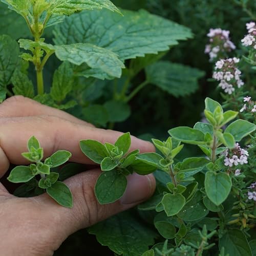 Organic Common Italian Oregano Seeds - USDA Organic, Non-GMO, Open Pollinated, Heirloom (5 Packets - 2.5 Grams - Approx 2250 Seeds) - Image 3