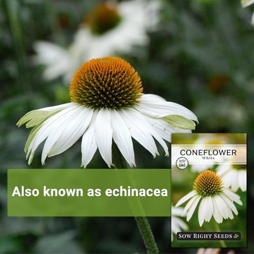 Sow Right Seeds- White Coneflower Seed for Planting Your Own Perennials 3pk - Image 3
