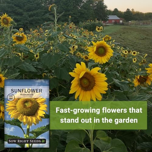 Sow Right Seeds-Mammoth Sunflower Seed for Planting Giant Flower Garden 2pk - Image 5