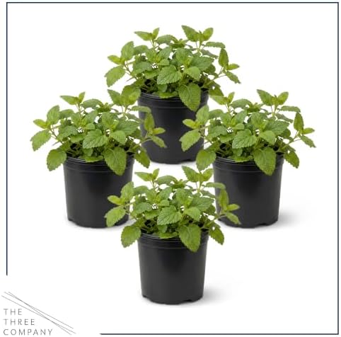 Herb - Lemon Balm (4 Pack), Live Edible Herb, Herbal Tea, Lemon Aroma - Image 3