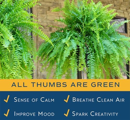 Costa Farms Boston Fern, Live Indoor Plant, Easy Care, Home Decor - Image 4