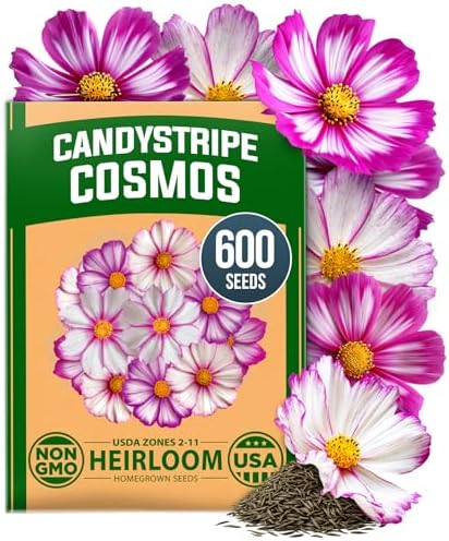 HOME GROWN Cosmos Candystripe 600 Flower Seeds Cosmos bipinnatus by HOMEGROWN