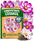 HOME GROWN Cosmos Candystripe 600 Flower Seeds Cosmos bipinnatus by HOMEGROWN
