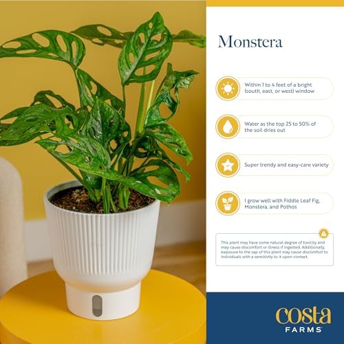 Costa Farms Monstera, Live Indoor Plant, Tropical Plant, Home Decor - Image 5