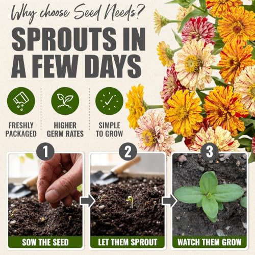 Seed Needs Candystripe Zinnia Seeds to Plant Cut Flowers - 5 Packs - Image 5