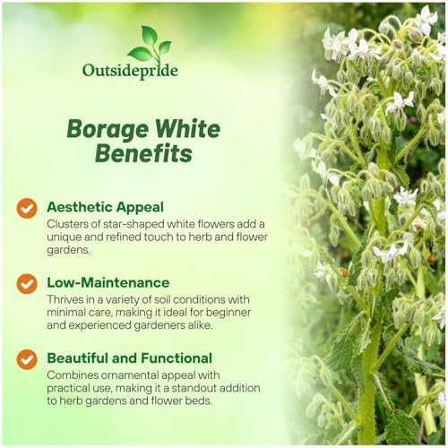 Outsidepride White Borage Seeds for Planting – 2000 Pcs. Annual, Drought-Tolerant Herb Seeds with Star-Shaped Blooms, Attracts Bees for Pollinator Gardens, Summer Teas, Decoration & Culinary Use - Image 3
