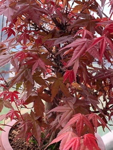 25+ Red Maple Tree Seeds Acer buergerianum Gorgeous Fall Colors Bonsai Plant - Image 3