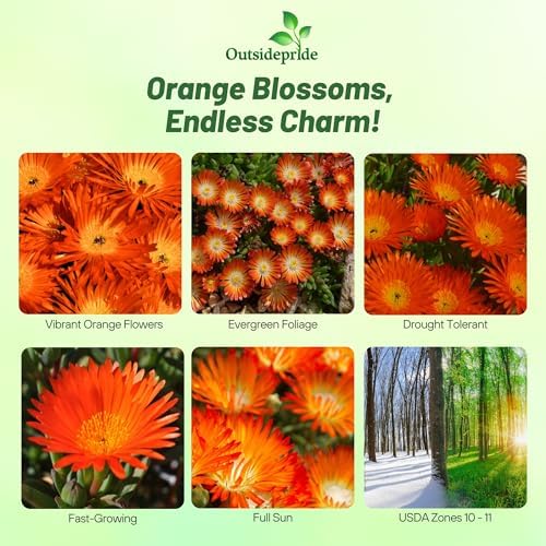 Outsidepride Gelato Orange Ice Plant Seeds - 5000 Pcs Perennial, Drought Tolerant Ground Cover Seeds for Planting Vibrant Trailing Blooms, Ideal for Sunny Gardens & Xeriscape Landscaping - Image 2
