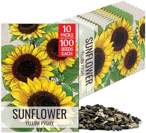 Seed Needs Yellow Pygmy Sunflower Seeds to Plant Cut Flowers - 10 Packs by SeedNeeds