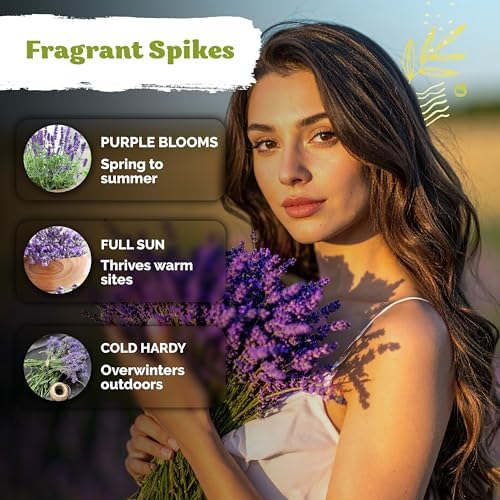 4,000 English Lavender Heirloom Herb Seeds, Lavandula Angustifolia - Image 4