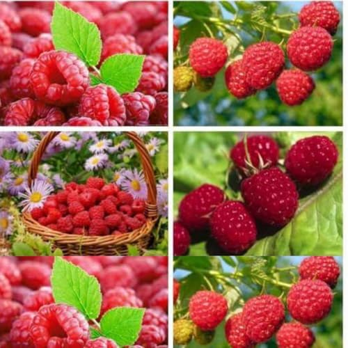 Live Raspberry Plant, Well-Rooted Berry Plant, 5-9 Inch Tall - Image 5