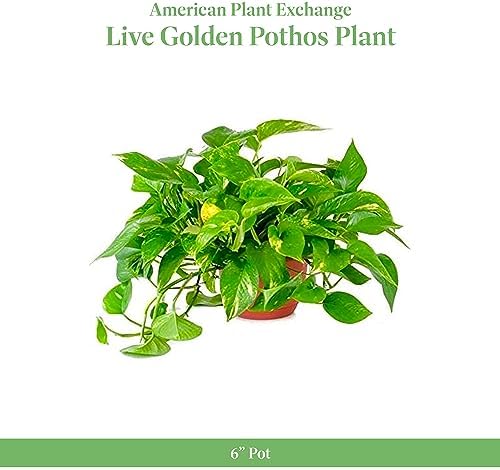 American Plant Exchange Golden Pothos – 6-Inch Pot – Live Easy Care Vining Houseplant, Air Purifying Indoor Plant for Home, Office, or Garden Decor - Image 2