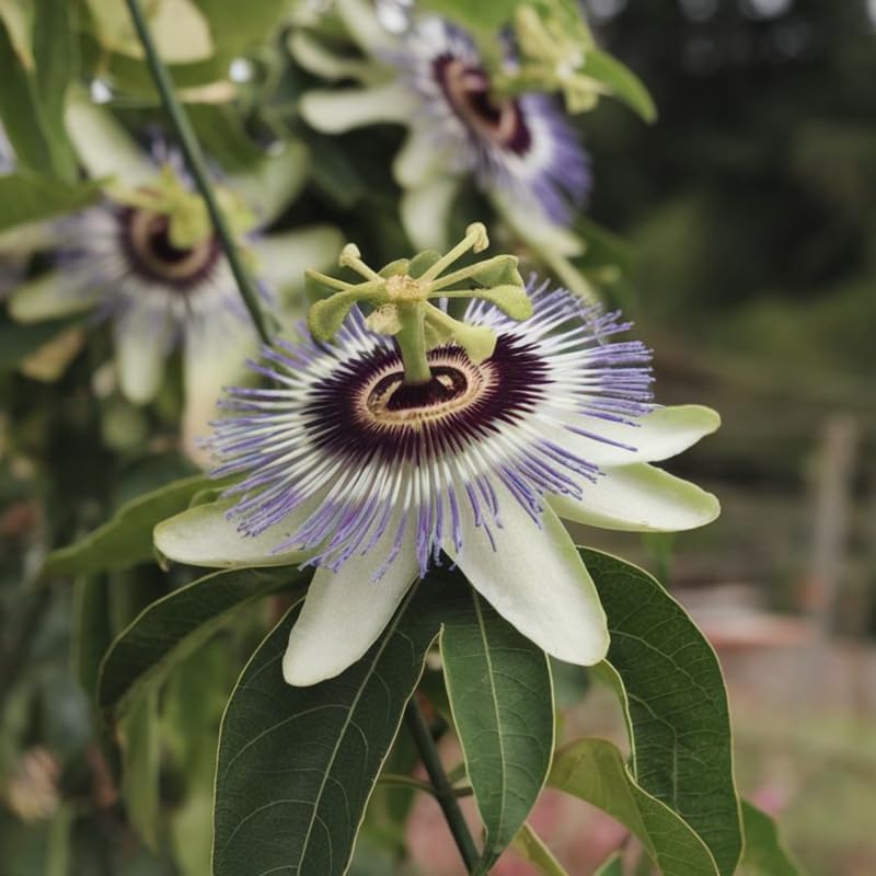 2 White Purple Passiflora Plants, Colorful Passion Flower Vines, 4-7'' Tall - Image 2