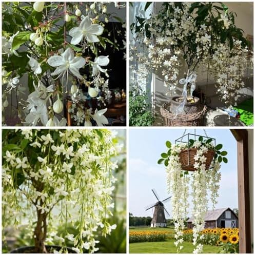 100 Climbing Jasmine Seeds for Planting – Fragrant Perennial Vine Flower Seeds, Non-GMO Heirloom, Evergreen Climbing Flowers for Garden, Balcony, Fence & Trellis by BuggyBeds