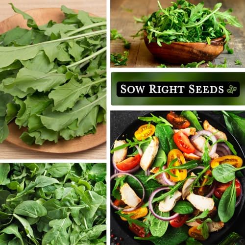Sow Right Seeds - Arugula Seed for Planting Outdoors or Indoors Garden - Image 4