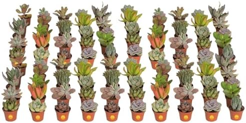 Costa Farms Mini Succulent Live Plants in Plastic Pots, Easy to Maintain Indoor Succulents, Assorted Variety Houseplants for Room Decor, House Warming or Party Favors, 2-3.5 Inches Tall, Pack of 100 by Unknown
