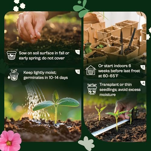 SVI 2500 Purple RockCress Seeds (Aubrieta deltoidea) – Purple Rock Cress Seed Packets – Ground Cover Garden Flowers Perennial Flower Seeds for Rock Gardens, Walls & Outdoor Flower Garden - Image 5