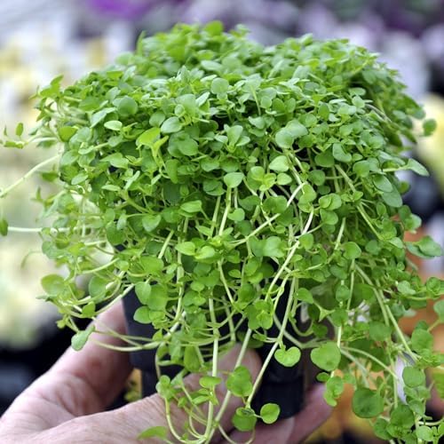 Mentha requienii, Corsican/Creeping/Rock Mint, GroundCover, Cnt Sz: 3" - Image 3