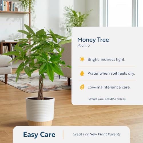 Costa Farms Money Tree Live Indoor Plant, Pet Friendly, 3-4 Ft. Tall - Image 5