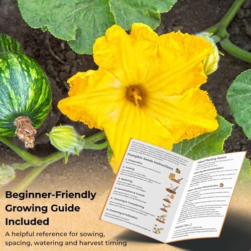 200+ Pumpkin Seeds for Planting, 10 Variety Heirloom Vegetable Seed - Image 4