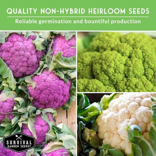 Cauliflower Seeds 4 Variety Pack for Planting – Survival Garden Seeds - Image 4