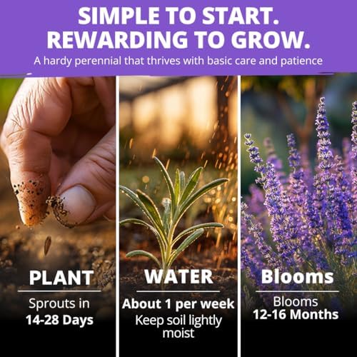 HOME GROWN Non GMO English Lavender Seeds 3,000+ Wildflower Seed for Planting Indoor/Outdoor, High Germination, Plant Flower Seeds (Lavandula antustifolia) (Pack of 3) - Image 4