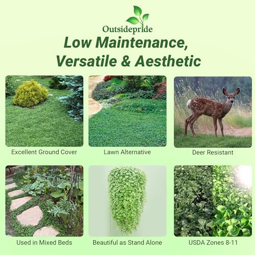 Outsidepride Perennial Dichondra Repens Seeds - 5 lbs Dense Green, Low-Maintenance Ground Cover Seeds for Planting, Ideal Lawn Alternative in Sun or Shady Areas & Erosion Control in USDA Zones 8-11 - Image 2
