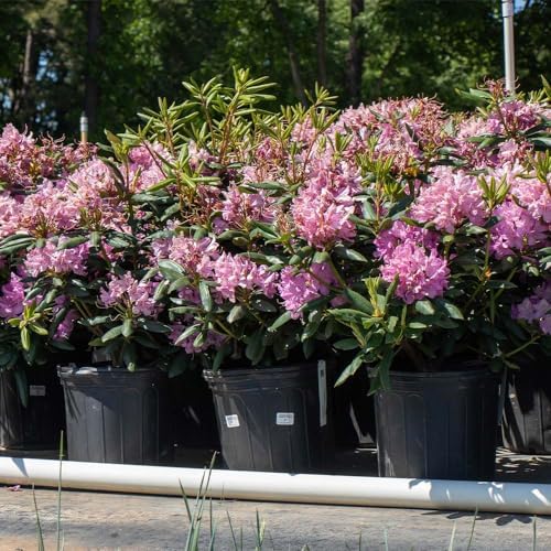 Brighter Blooms Lavender Rhododendron Shrub, 1 Gallon - Image 4
