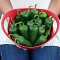 Park Seed Park's Whopper Jalapeño Pepper Seeds – Pack of 15 Seeds by ParkSeed