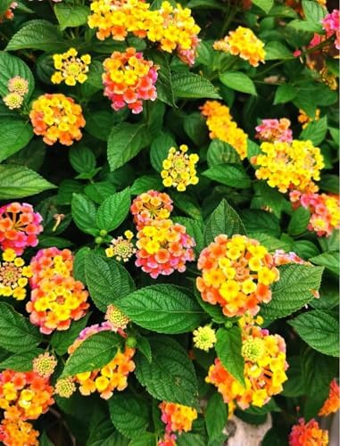 250 Lantana Seeds - Multi-Color Gradient Blooms, Heat & Drought-Tolerant Garden Shrubs, Long-Flowering & Low-Maintenance, Butterfly & Bee Attracting - Image 5